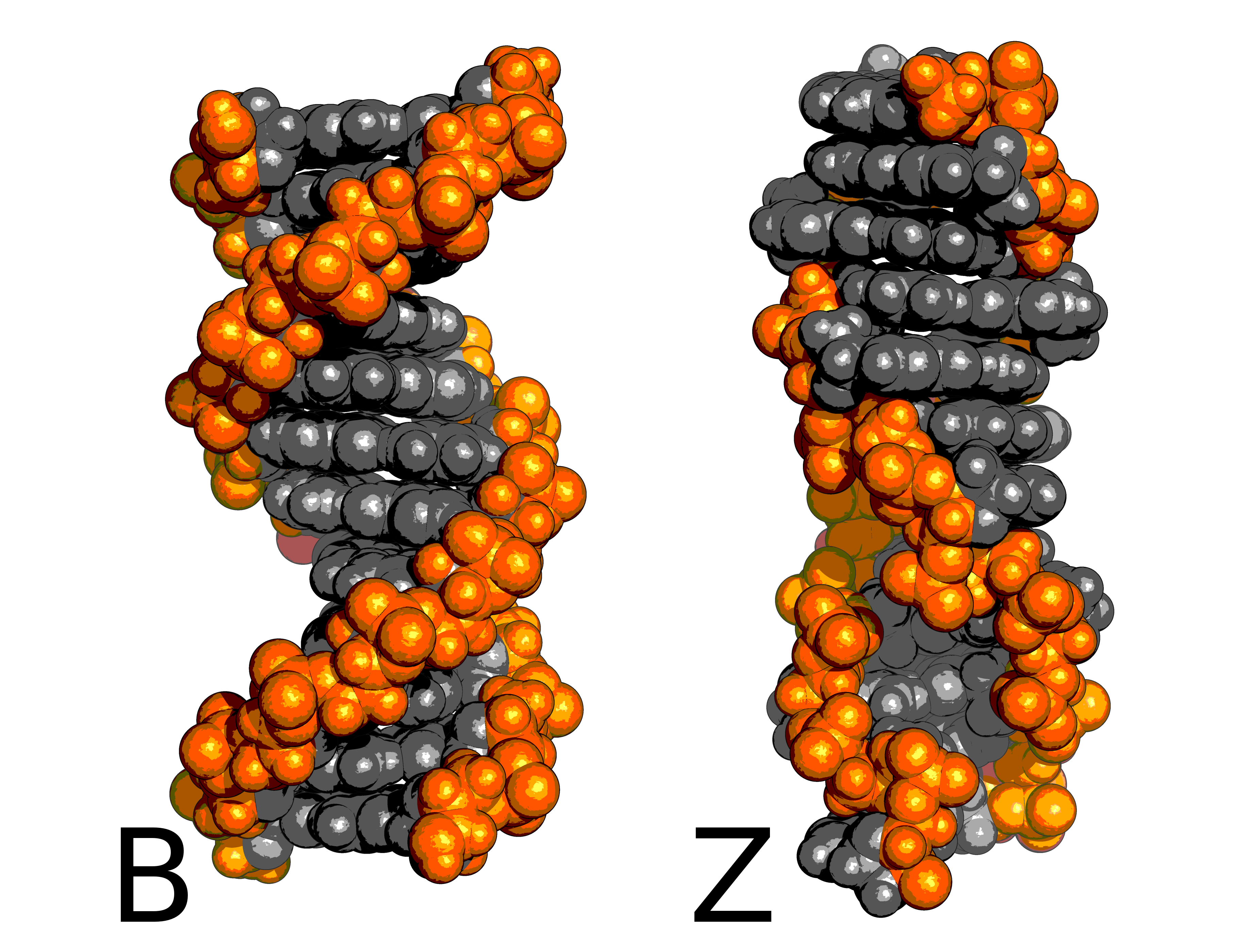 Right and Left-Handed DNA helices