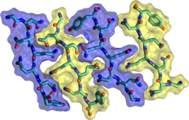 colorful image of a fibril structure